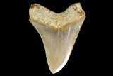 Serrated, Fossil Megalodon Tooth - West Java, Indonesia #148154-2